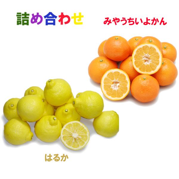 詰め合わせ(宮内伊予柑+はるか）