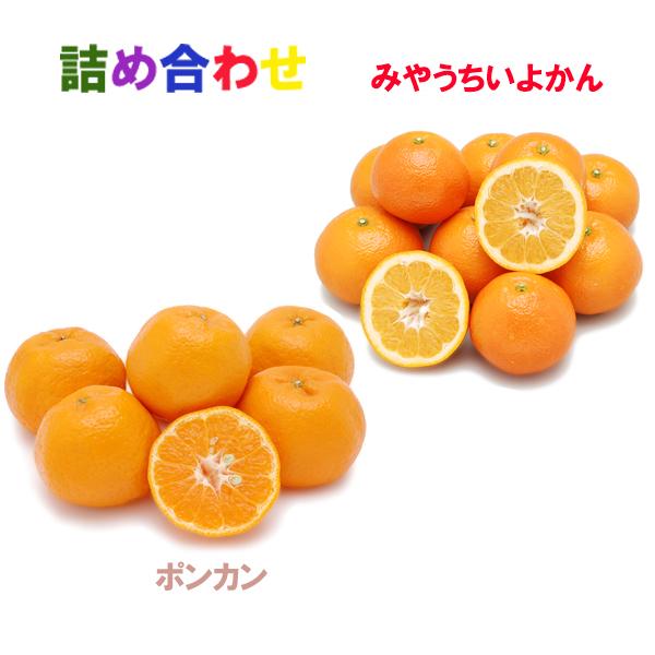 詰め合わせ（ポンカン+宮内伊予柑）