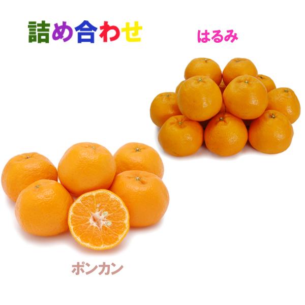 詰め合わせ（ポンカン+はるみ）