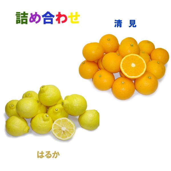 詰め合わせ（清見+はるか）