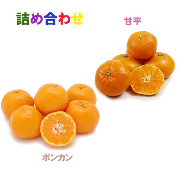 詰め合わせ（甘平+ポンカン）