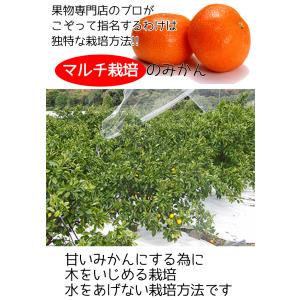 みかん 5Kg 小玉 送料無料 和歌山県 有田...の詳細画像2