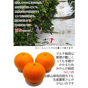 みかん 5Kg 小玉 送料無料 和歌山県 有田...の詳細画像3
