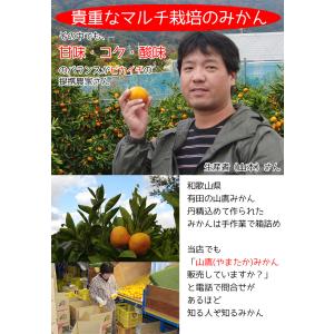 みかん 5Kg 小玉 送料無料 和歌山県 有田...の詳細画像4