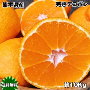 デコポン みかん 10kg 送料無料 本家 熊本県産 完熟 デコポン 10kg ギフト 光糖度センサー検査済 糖度保証 クール便配送｜大和屋 旬果庵