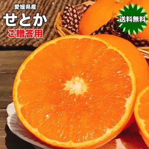 高級柑橘 せとか みかん 送料無料 柑橘の大トロ 愛媛県 せとか 秀品 Mサイズ 17玉入 ご贈答用 みかん お試し 送料無料