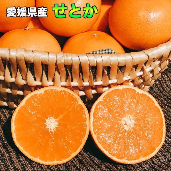 せとか みかん 訳あり 送料無料 柑橘の大トロ 愛媛県 せとか Lサイズ 5kg ご家庭用 お試し ...