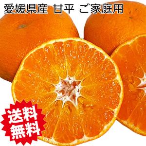 甘平 みかん ご家庭用 5Kg 送料無料 希少柑橘 愛媛県産 3Lサイズ 5kg