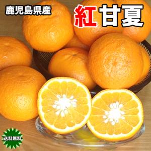 紅甘夏 みかん 5Kg 送料無料 鹿児島県産 紅甘夏 秀品 Mサイズ 5kg ギフト 贈答用 3月中旬頃から｜daiwaya-syunkaan