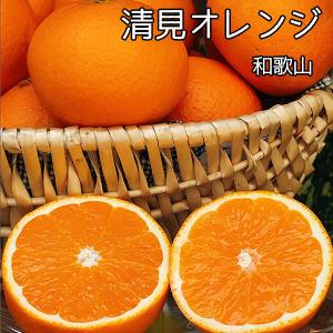 清見 オレンジ 送料無料 和歌山県産 清見 オレンジ 秀品 Lサイズ 10Kg ギフト 贈答用 清見タンゴール｜daiwaya-syunkaan