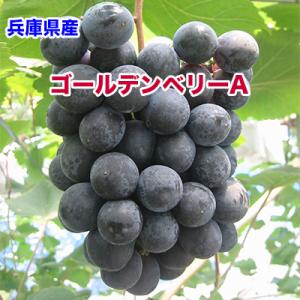 兵庫県産 ゴールデン ベリーA 贈答用 1箱 2kg 3〜5房入 クール便送料無料 兵庫県 ベリーA ぶどう ギフト 敬老の日