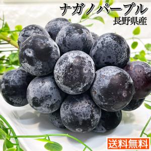 ぶどう ブドウ 長野県産 ナガノパープル 化粧箱 2房入 合計1kg~1.2kg JAの正規品 葡萄 黒ぶどう 大粒 皮ごと食べる｜daiwaya-syunkaan