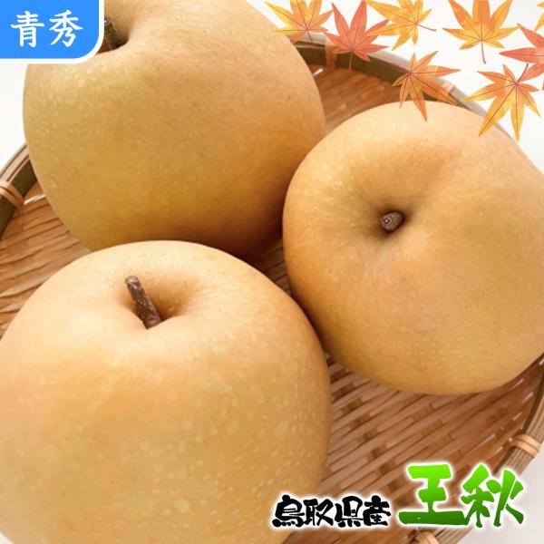 梨 なし ナシ 王秋 5Kg箱 秀品 贈答用 お歳暮 ギフト プレゼント 鳥取県産 王秋梨 約5Kg...