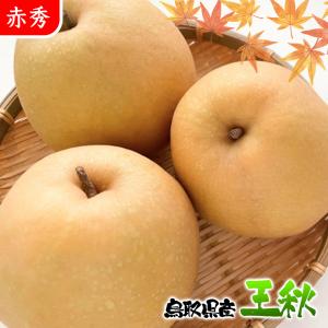 梨 なし ナシ 王秋 5Kg箱 秀品 贈答用 お歳暮 ギフト プレゼント 鳥取県産 王秋梨 約5Kg 赤秀クラス ギフト 秀品 贈答用