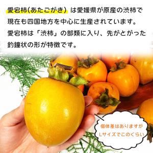 渋柿 しぶ柿 干し柿用 柿 愛媛県 徳島県 香...の詳細画像2