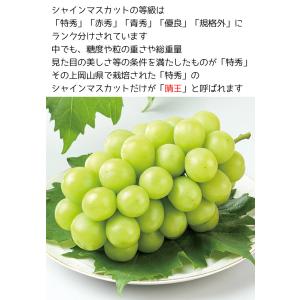 ぶどう シャインマスカット 晴王 送料無料 岡...の詳細画像2