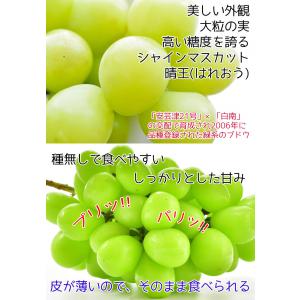 ぶどう シャインマスカット 晴王 送料無料 岡...の詳細画像3