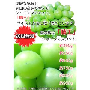 ぶどう シャインマスカット 晴王 送料無料 岡...の詳細画像4