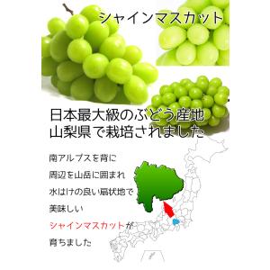 ぶどう シャインマスカット 山梨県産 シャイン...の詳細画像1