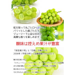 ぶどう シャインマスカット 山梨県産 シャイン...の詳細画像2