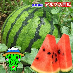 すいか スイカ 信州 長野県産 アルプス 西瓜 10kg以上