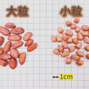 落花生 生 ピーナッツ 大粒 800g なま落...の詳細画像1