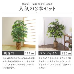 ベンジャミン 観音竹 フェイク グリーン 2点...の詳細画像1
