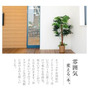 ベンジャミン 観音竹 フェイク グリーン 2点...の詳細画像2