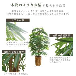 ベンジャミン 観音竹 フェイク グリーン 2点...の詳細画像5