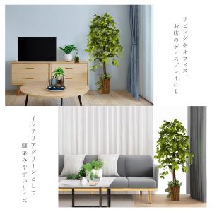 ベンジャミン 観葉植物 大型 高さ150cm ...の詳細画像4