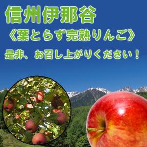 りんご 長野 サンふじ《葉とらず完熟りんご》 ...の詳細画像1