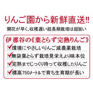 りんご 長野 サンふじ《葉とらず完熟りんご》 ...の詳細画像2