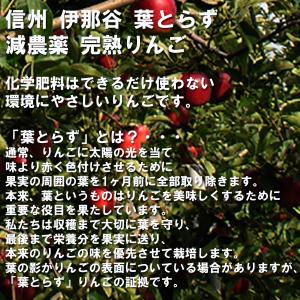 りんご 長野 サンふじ《葉とらず完熟りんご》 ...の詳細画像3