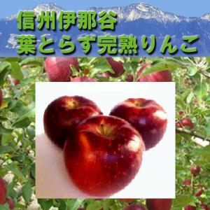りんご 長野 信州伊那谷《葉とらず完熟りんご》秋映（あきばえ）5Kg（12〜16個）無袋　減農薬栽培 滋養豊富な皮ごと食べられる 信州リンゴ 林檎 園から新鮮直送