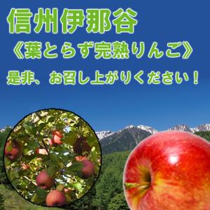 りんご 長野 信州伊那谷《葉とらず完熟りんご》...の詳細画像1
