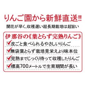 りんご 長野 信州伊那谷《葉とらず完熟りんご》...の詳細画像2