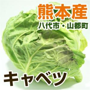 熊本産 キャベツ 1玉　（ 野菜セット と同梱で  葉もの