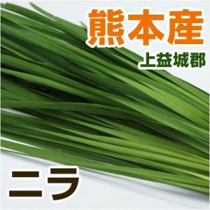 熊本産 ニラ 1束 （ 野菜セットと同梱で 九州 熊本 葉物