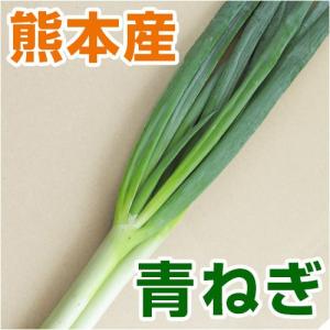ねぎ 都道府県で探す 熊本県 野菜 食品 通販 Yahoo ショッピング