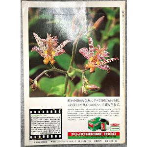 値下げ NHK 趣味の園芸 昭和52年 10月...の詳細画像2