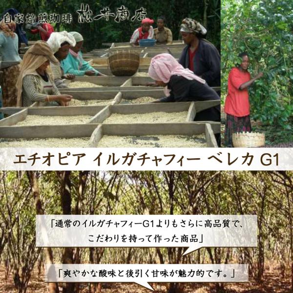 【酸味系】エチオピア イルガチャフィー ベレカ G1　200g