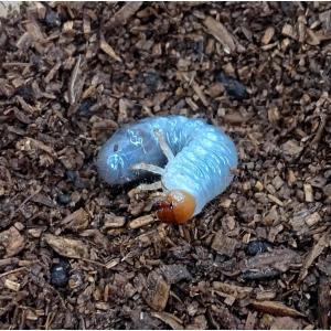ヘラクレス幼虫100頭セット!の商品画像