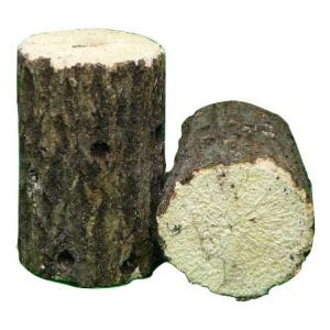 AL規格：クヌギ ホダ木 産卵木　約8cm以上 1本 SN-100KA