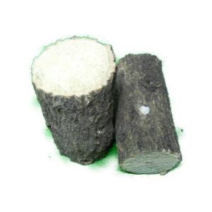 BL規格：クヌギ ホダ木 産卵木（B品）　約8cm以上 1本