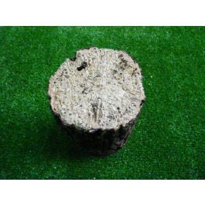 AS規格:クヌギ ホダ木 産卵木 約7cm以下...の詳細画像1