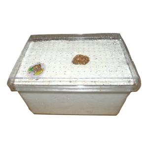 処分品！B品簡単セット カワラ エノキ材 人工産卵床