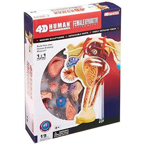 人体解剖模型 立体パズル 4D HUMAN Anatomy 雌性生殖器解剖モデル #26062