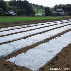 DCM 透明マルチ 透明/0.02×95cm×200m
