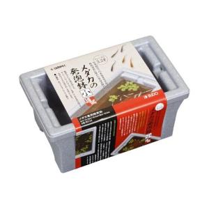 スターペット メダカの発泡鉢  小