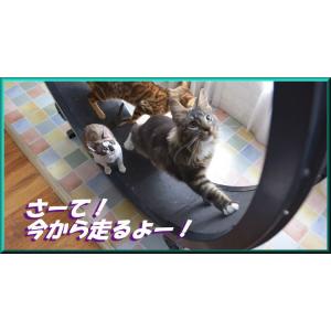 回し車 猫用品 の商品一覧 ペット用品 生き物 通販 Yahoo ショッピング